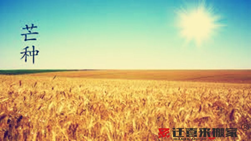 芒種節(jié)氣.jpg